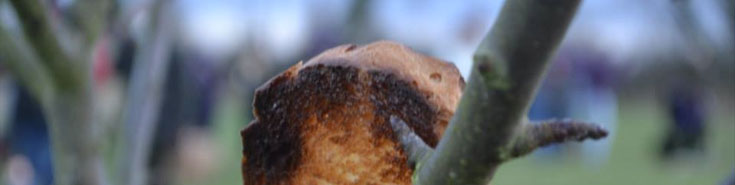 Picture of toast soaked in wassail as a gift to the tree spirits.